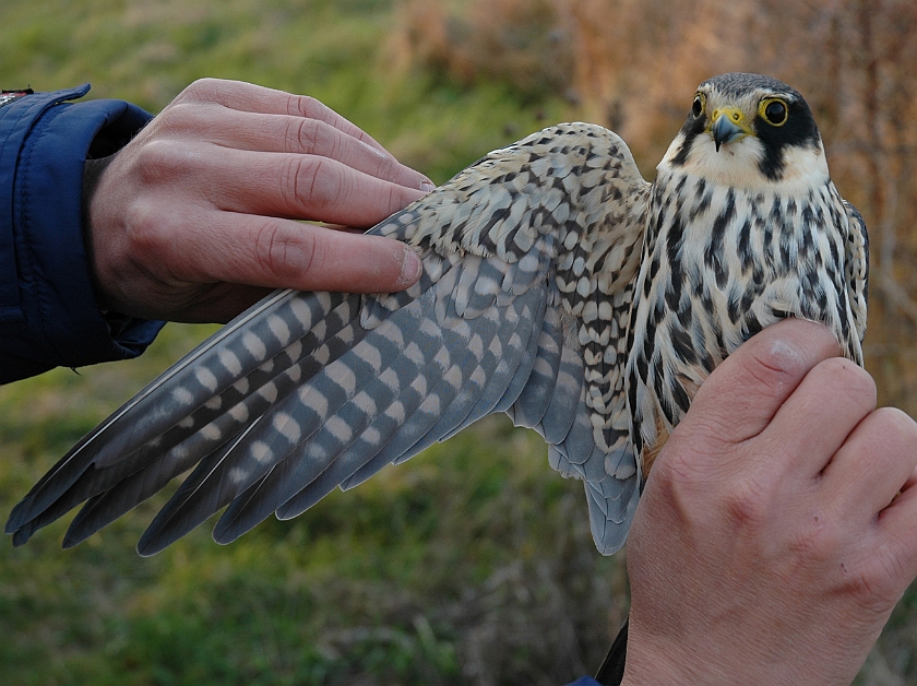 Eurasian Hobby, Sundre 20060506